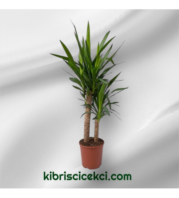 Yucca Çiçeği